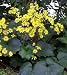 Ligularia x farfugium 'Last Dance' - Ligularia