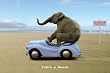 (24x36) Life's a Beach (Elephant Driving Car) Art Poster Print