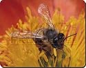 HONEY BEE on FLOWER Mouse Mat