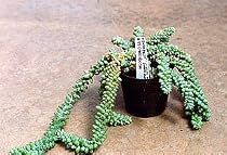Burrito Burros Tail - 2" Pot-Easy to grow-Sedum burrito