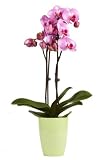 Orchidee lila (Phalaenopsis) inkl. dekorativem Übertopf