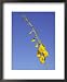 New-Holland Rattlepod, Crotalaria Novae-Hollandiae, Desert Flower, Australia Framed Art Poster Print by Jason Edwards, 18x22