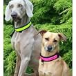 Equisafety - Fluorescent Reflective Flashing Dog Safety Collar - Large - Yellow