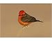 Photographic Print of Vermilion Flycatcher from Ardea