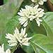 Dwarf Coffee - 10 Seeds - Coffee arabica nana