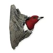 Red-headed Woodpecker - Backyard Songbirds