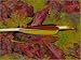 Sports : Fertigpfeil Indian Summer