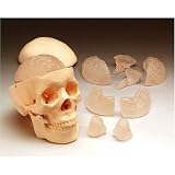 Budget Skull With 8-Part Brain