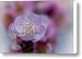 Apricot Flower Close Up Canvas Print / Canvas Art - Artist Marc Garrido