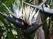 Bird of Paradise White 10 Seeds Showy Tropical Flowers