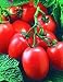 Window Box Roma Tomato 4 Plants - Excellent Flavor