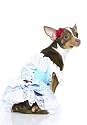 Sexy Wizard Of Oz Dorothy Pet Dog/Cat Halloween Costume by Leg avenue