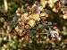 Berberis thunbergii Red Lady 3L