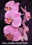 Phal. Looking for Matthew 1581H