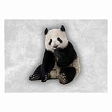 Glasses Cleaning Cloth Large Sized 2-Sided of Panda Bear Youth