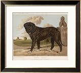 An Aristocratic Mastiff in the Grounds of a Stately Home Animals Framed Art Poster Print, 29x25