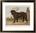 An Aristocratic Mastiff in the Grounds of a Stately Home Framed Art Poster Print, 29x26