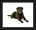Kitchen & Housewares : Dog - Labrador - black - Framed Print 10x8 (25x20cm) by Ardea