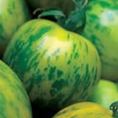 Hell- / dunkelgrün gestreifte Tomate - Green Zebra - 10 Samen