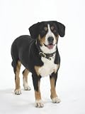 Entlebucher Mountain Dog Standing Photographic Poster Print by Petra Wegner, 18x24