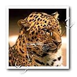 Leopard - 10x10 Iron On Heat Transfer For White Material