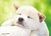 300�}�C�N���s�[�X �����ς��V�񂾂� S73-573
