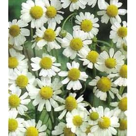 Chamomile German Heirloom Certified Organic Seeds 1500 Seeds