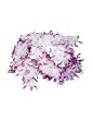 Purple and White Deluxe Two Tone Costume Accessory Boa