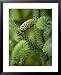 Cone and Branch of Sitka Spruce, Point Adolphus National Geographic Collection Framed Art Poster Print by Michael Melford, 25x31