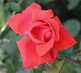 Eigenschaften Agel Rosen  / Edelrose 
