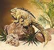 Iguana Folkmanis Puppet - Plush, 32 Inches (Head to Tail)