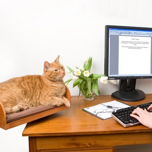 Childrens Toyshop  Pet Supplies : Desktop Cat Seat, Birch