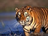 Bengal Tiger, India Photographic Poster Print by Stuart Westmoreland, 42x56