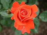 Edelrose Alexander   - (3-Liter Topf)