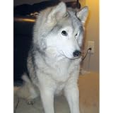Cricket Tells The Truth (Cricket's Kids Books) (Kindle Edition) newly tagged "cricket"