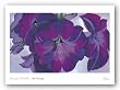 Petunias, 1925 by Georgia O'Keeffe 19.75"x33" Art Print Poster