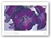 Petunias, 1925 by Georgia O'Keeffe 19.75"x33" Art Print Poster