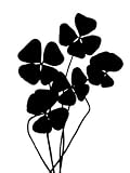 Clover Black - 24