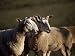 Blue Faced Leicester Sheep, Pennines, Eden Valley, Cumbria, England, United Kingdom, Europe Art Photographic Poster Print by James Emmerson, 12x9