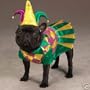 Zack & Zoey Mrs. Court Jester Joker Female Dog Mardi Gras Halloween Costume with Hat Small