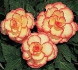 Calypso Begonia Seed Pack