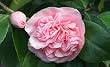 Debutante Camellia Five Gallon Plant by Monrovia Growers