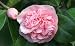 Debutante Camellia Five Gallon Plant by Monrovia Growers