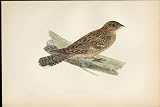 F O Morris Hand Coloured Birds Egyptian Nightjar Antique Print Hand Colored