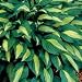 Hosta - Hosta Striptease - 3 inch pot