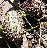 Hedgehog Gourd 10 Seeds - New - Rare