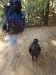Man and his Dog Backpacking on Pine Ridge Trail, California Photographic Poster Print by Rich Reid, 24x32