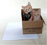 BOX立体カード 3匹猫/