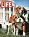 Art Poster Print - President Johnson's Beagles - Artist: Francis Miller- Poster Size: 10 X 8