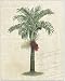 Hawaiian Art Print Manila Palm 11 x 14 in.